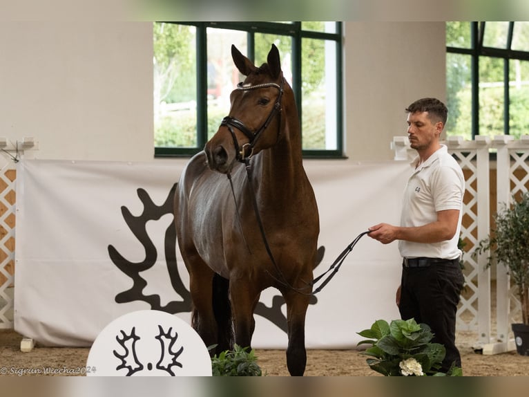 Trakehner Giumenta 3 Anni 170 cm Baio in Neumünster