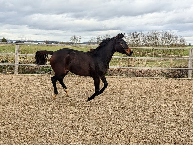 Trakehner Giumenta 3 Anni 170 cm Baio scuro in Nellingen Aichen