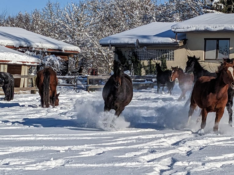 Trakehner Giumenta 3 Anni 170 cm Baio scuro in Nellingen Aichen