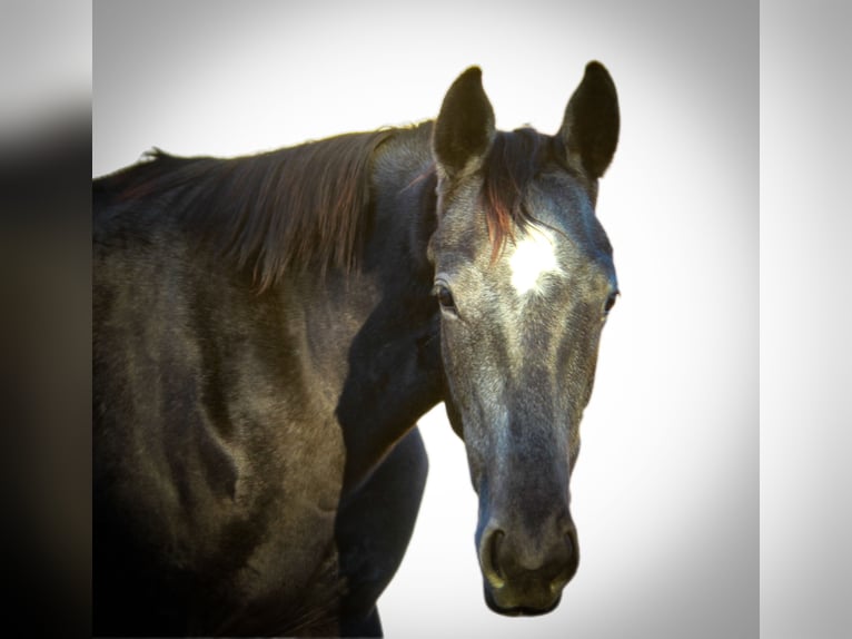 Trakehner Giumenta 3 Anni 170 cm Grigio in Aytos