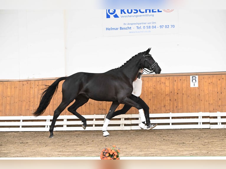 Trakehner Giumenta 3 Anni 170 cm Morello in Neumünster