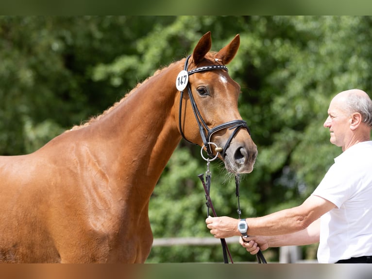 Trakehner Giumenta 3 Anni 171 cm Sauro in Hörstein-Alzenau in Unterfranken