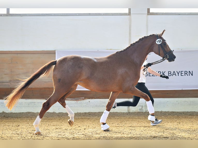 Trakehner Giumenta 3 Anni Sauro in Hofkirchen a.d. Trattnach