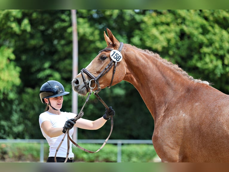 Trakehner Giumenta 3 Anni Sauro in Hofkirchen a.d. Trattnach