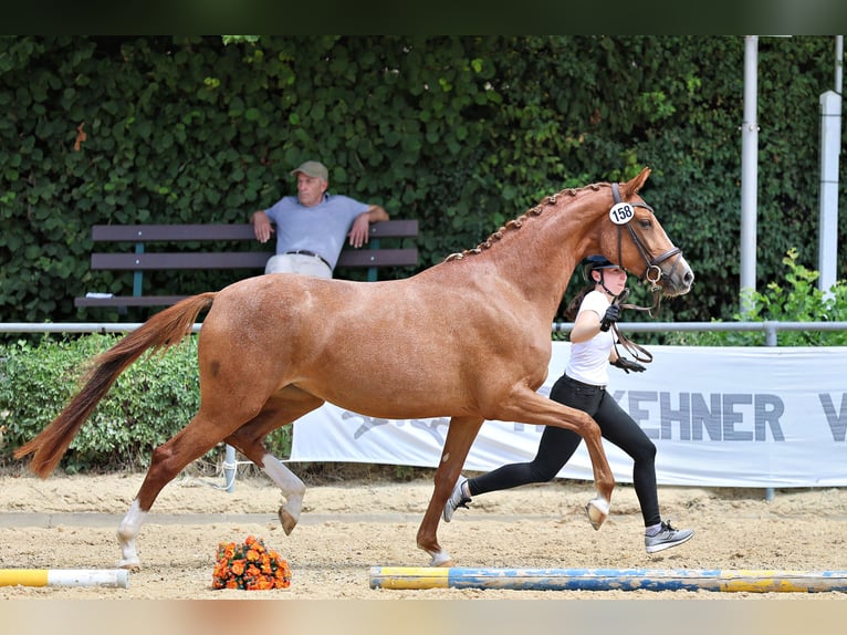 Trakehner Giumenta 3 Anni Sauro in Hofkirchen a.d. Trattnach