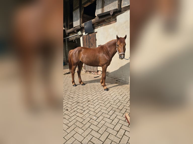 Trakehner Mix Giumenta 4 Anni 153 cm Sauro in Sollstedt