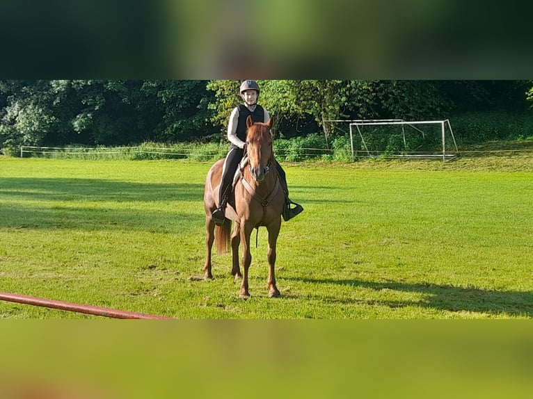 Trakehner Mix Giumenta 4 Anni 153 cm Sauro in Sollstedt