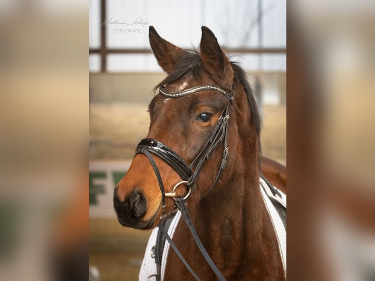 Trakehner Giumenta 4 Anni 155 cm Baio in Bad Wildungen