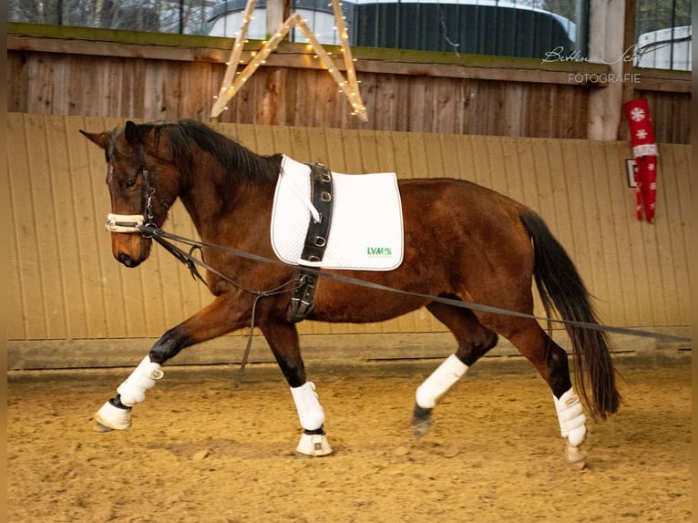 Trakehner Giumenta 4 Anni 155 cm Baio in Bad Wildungen