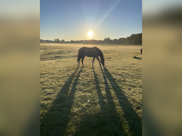 Trakehner Giumenta 4 Anni 155 cm Morello in Hedwigenkoog