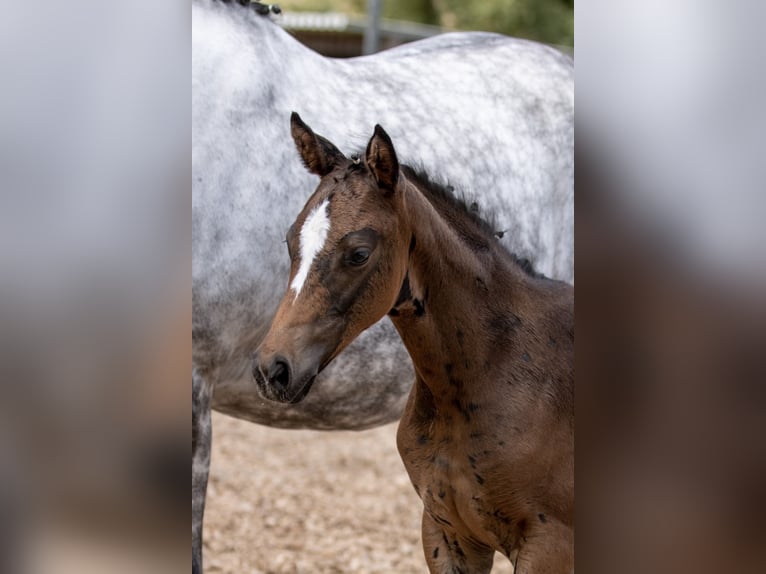 Trakehner Giumenta 4 Anni 160 cm Baio in Günzburg