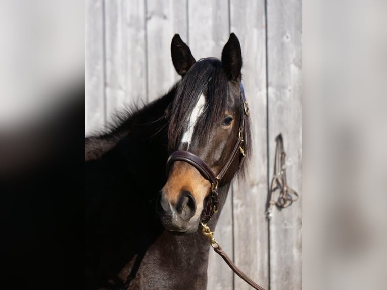 Trakehner Giumenta 4 Anni 160 cm Baio in Günzburg