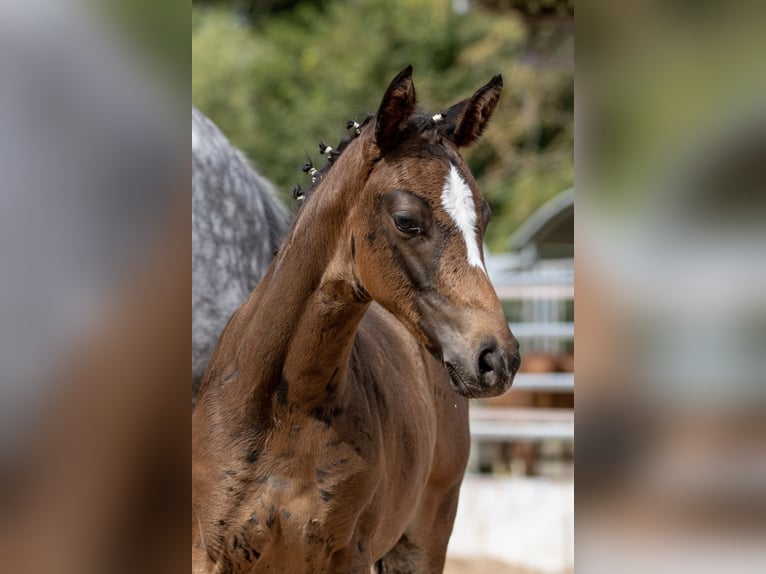 Trakehner Giumenta 4 Anni 160 cm Baio in Günzburg