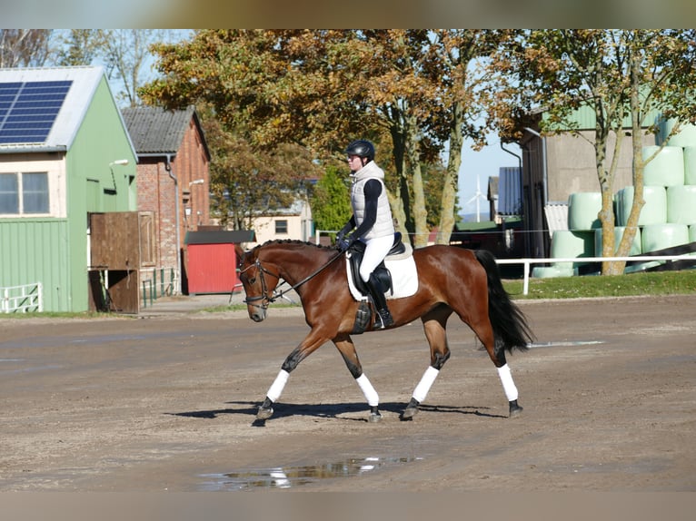 Trakehner Giumenta 4 Anni 160 cm Baio in Ganschow