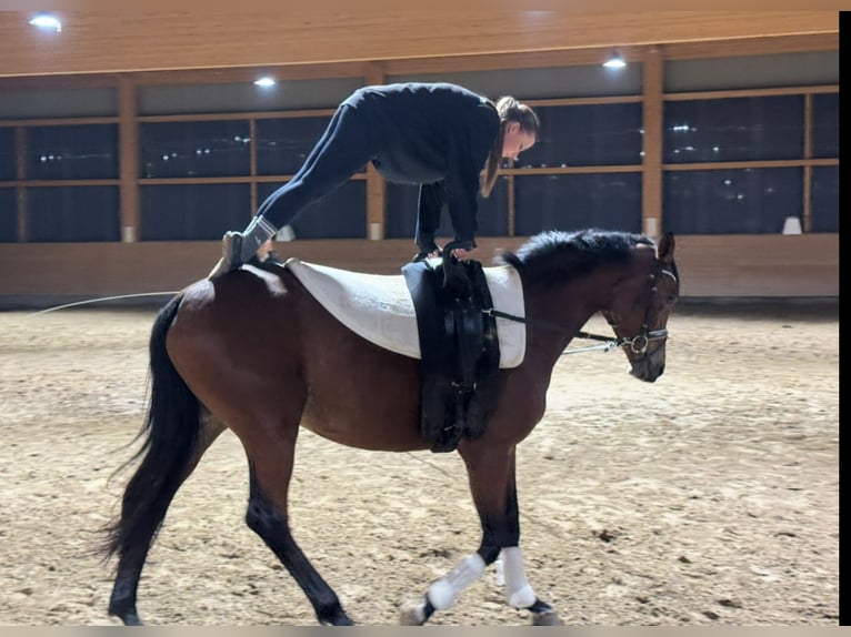 Trakehner Giumenta 4 Anni 160 cm Baio in Ganschow