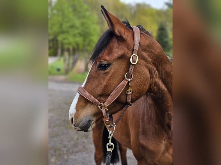 Trakehner Giumenta 4 Anni 160 cm Baio in Uslar