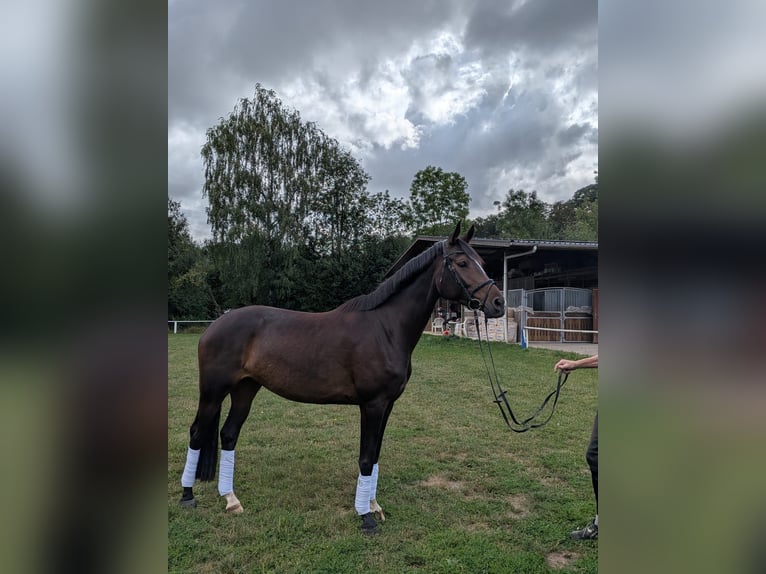 Trakehner Giumenta 4 Anni 160 cm Baio scuro in Bad Salzuflen