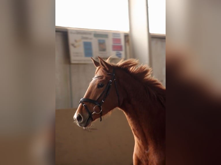 Trakehner Giumenta 4 Anni 160 cm Sauro in Heidekrug