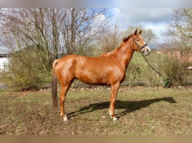 Trakehner Giumenta 4 Anni 160 cm Sauro in Heidekrug