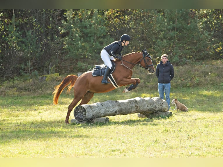 Trakehner Giumenta 4 Anni 160 cm Sauro in Klein-Heide