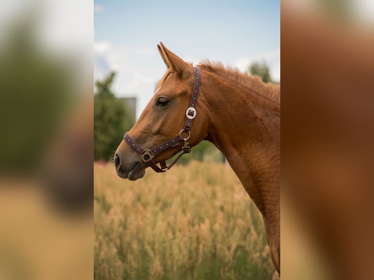 Trakehner Giumenta 4 Anni 160 cm Sauro in Wandlitz