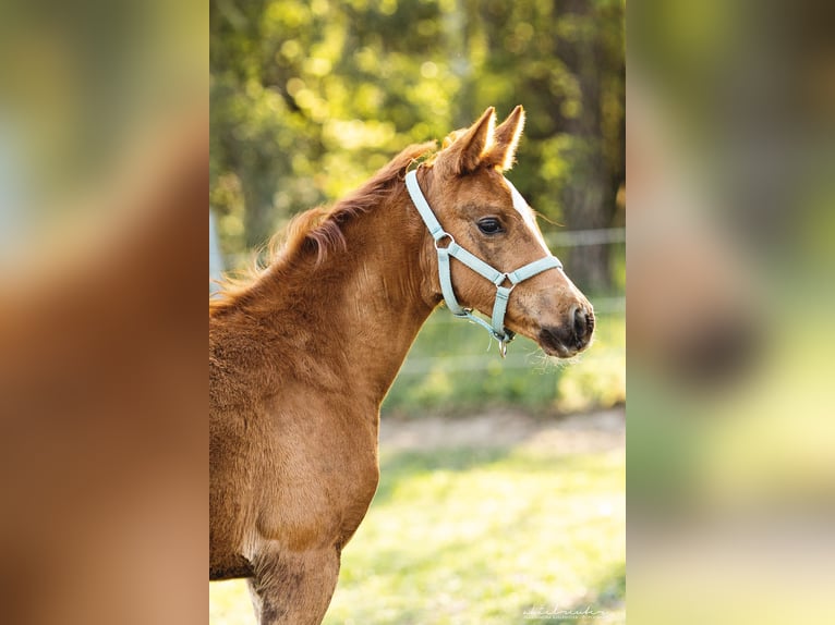 Trakehner Giumenta 4 Anni 160 cm Sauro in Wandlitz