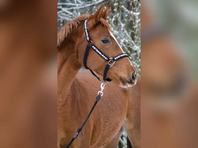 Trakehner Giumenta 4 Anni 160 cm Sauro in Wandlitz