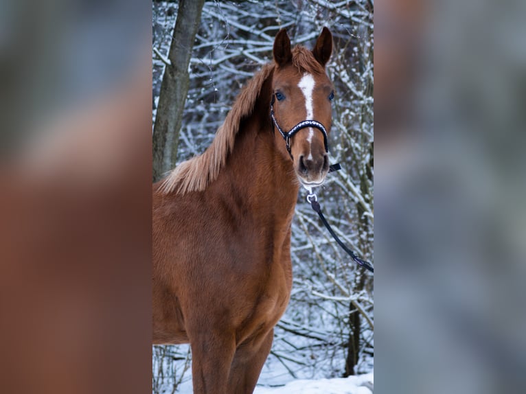 Trakehner Giumenta 4 Anni 160 cm Sauro in Wandlitz