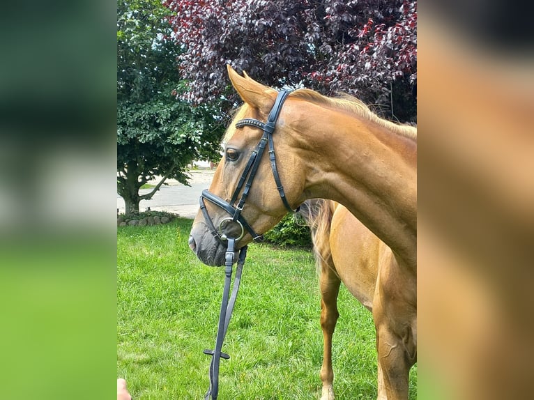 Trakehner Giumenta 4 Anni 162 cm Sauro in Heidekrug