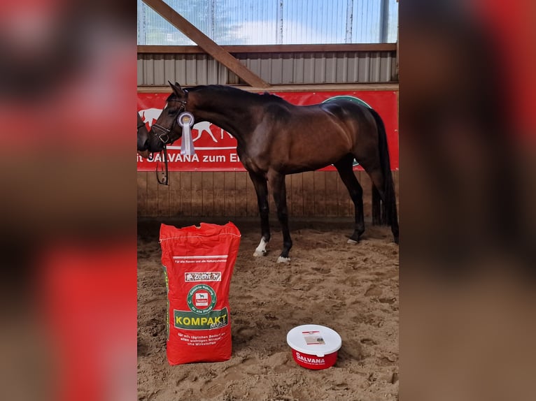 Trakehner Giumenta 4 Anni 163 cm Baio in Majenfelde