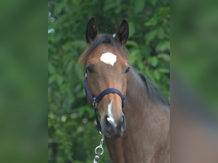 Trakehner Giumenta 4 Anni 163 cm Baio in Walsrode