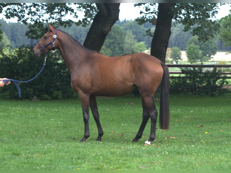 Trakehner Giumenta 4 Anni 163 cm Baio in Walsrode