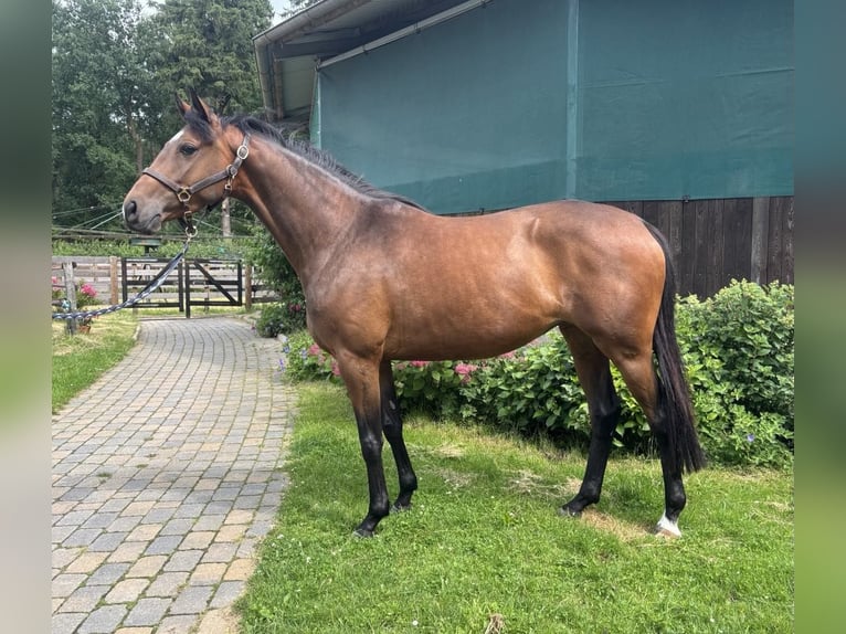 Trakehner Giumenta 4 Anni 163 cm Baio in Walsrode
