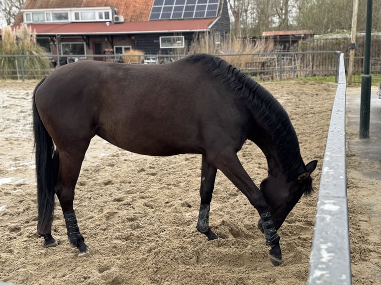 Trakehner Giumenta 4 Anni 163 cm Baio nero in Ridderkerk