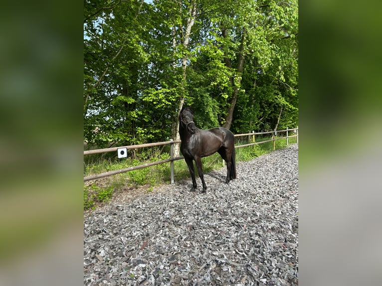 Trakehner Giumenta 4 Anni 163 cm Morello in Langenberg