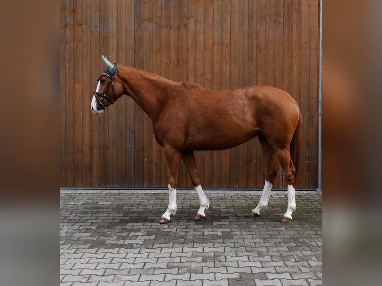 Trakehner Giumenta 4 Anni 163 cm Sauro in Wernau