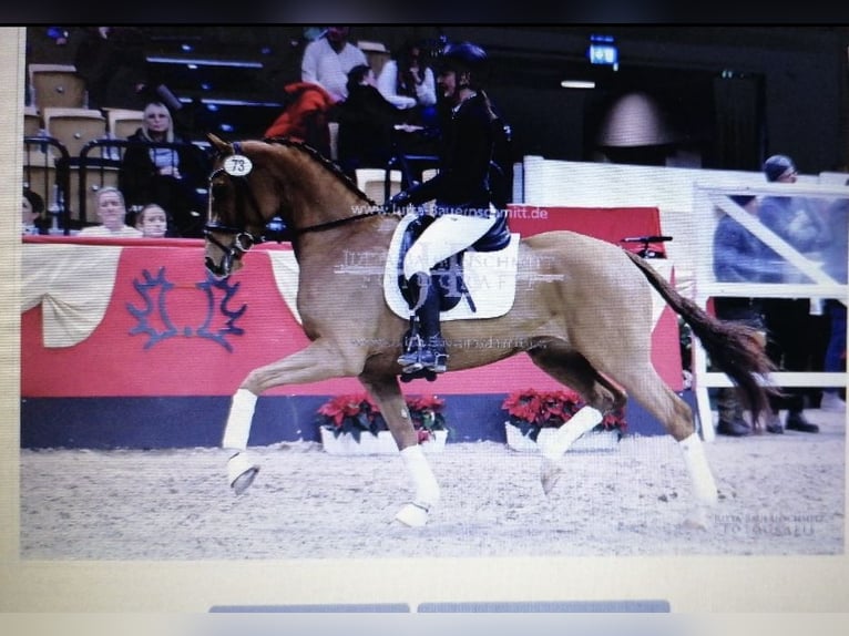 Trakehner Giumenta 4 Anni 163 cm Sauro in Nümbrecht