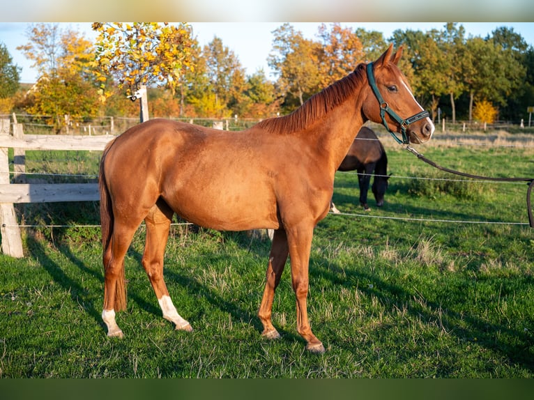 Trakehner Giumenta 4 Anni 163 cm Sauro in Kneitlingen