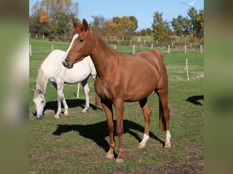 Trakehner Giumenta 4 Anni 163 cm Sauro in Kneitlingen