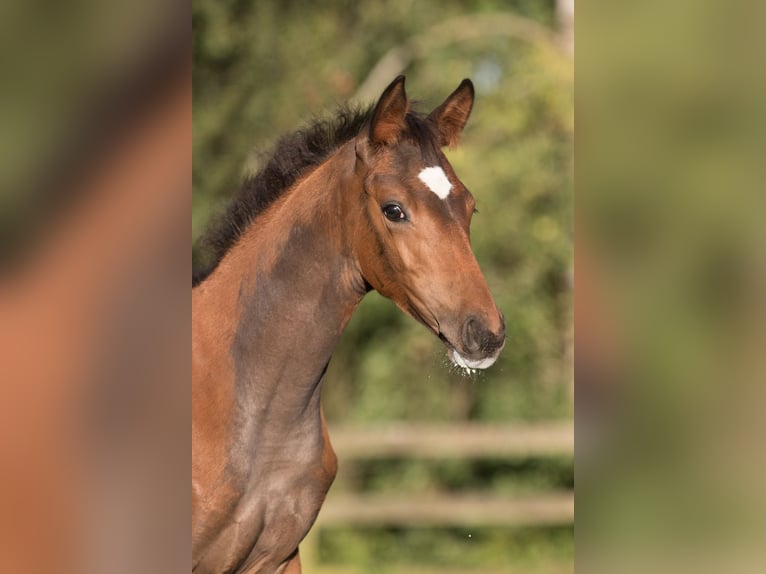 Trakehner Giumenta 4 Anni 164 cm Baio in Majenfelde