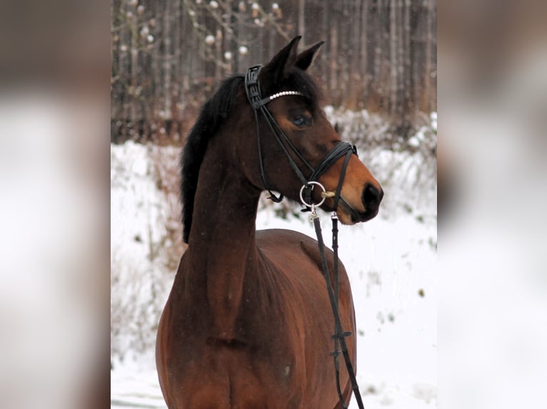 Trakehner Giumenta 4 Anni 164 cm Baio in Emmerthal