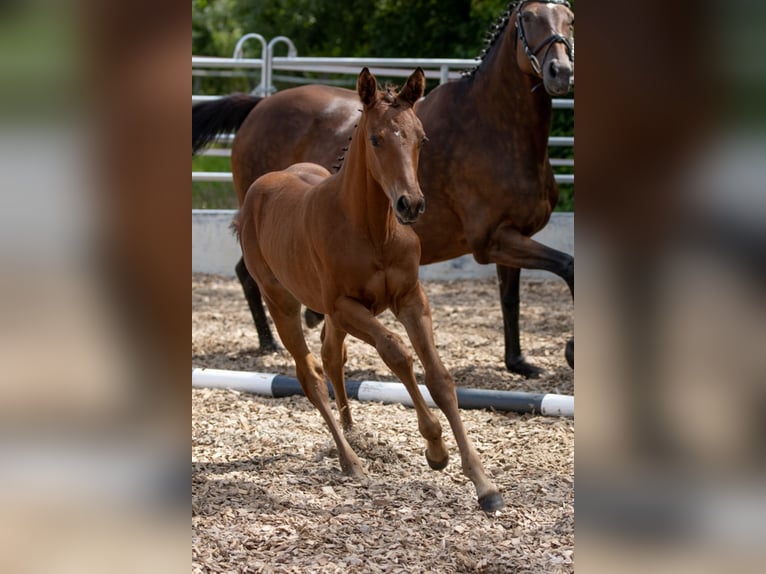 Trakehner Giumenta 4 Anni 165 cm Baio in Günzburg