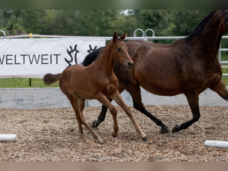 Trakehner Giumenta 4 Anni 165 cm Baio in Günzburg