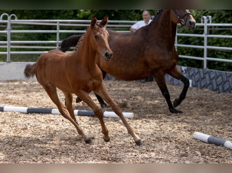 Trakehner Giumenta 4 Anni 165 cm Baio in Günzburg