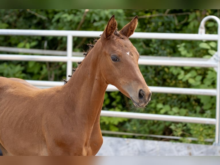 Trakehner Giumenta 4 Anni 165 cm Baio in Günzburg