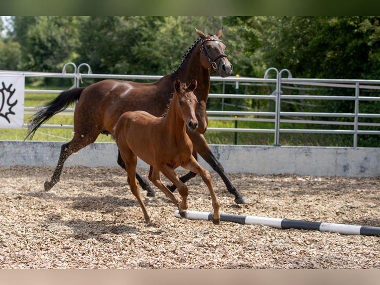 Trakehner Giumenta 4 Anni 165 cm Baio in Günzburg