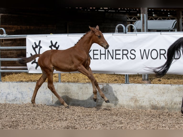 Trakehner Giumenta 4 Anni 165 cm Baio in Günzburg