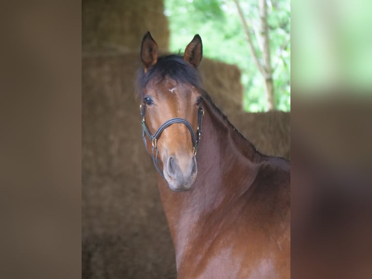 Trakehner Giumenta 4 Anni 165 cm Baio in Günzburg