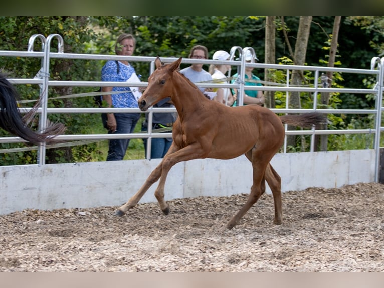 Trakehner Giumenta 4 Anni 165 cm Baio in Günzburg