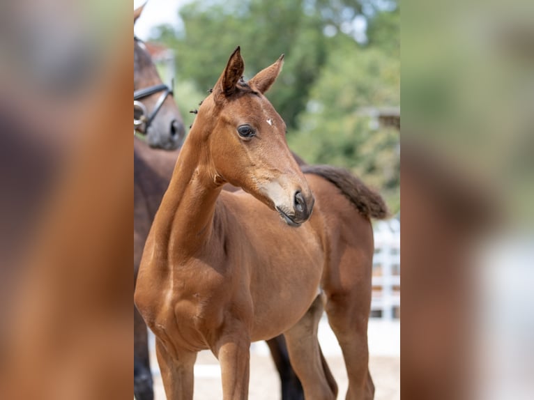 Trakehner Giumenta 4 Anni 165 cm Baio in Günzburg